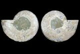 Agatized Ammonite Fossil - Agatized #144110-1